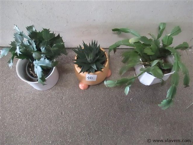 Plantjes - afbeelding 2 van  2