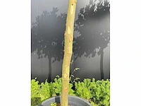 Plataan (2x) - afbeelding 4 van  7