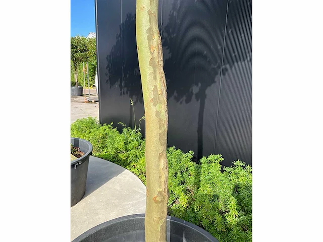 Plataan (2x) - afbeelding 5 van  7