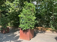 Podocarpus - afbeelding 1 van  10