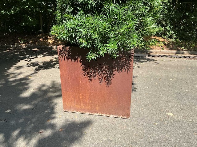 Podocarpus - afbeelding 3 van  10
