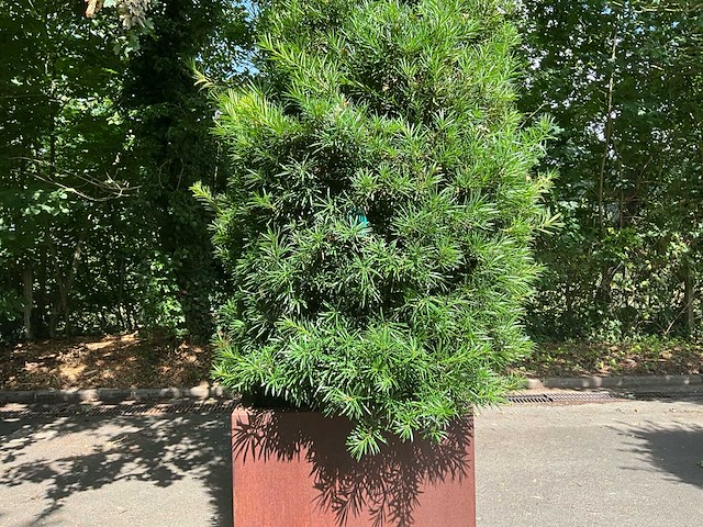 Podocarpus - afbeelding 4 van  10
