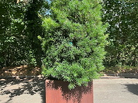 Podocarpus - afbeelding 4 van  10