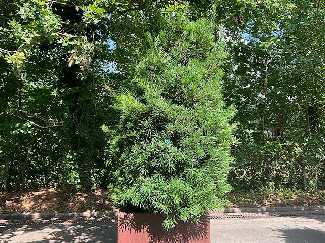 Podocarpus - afbeelding 5 van  10