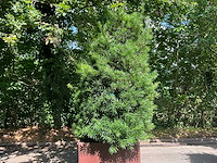 Podocarpus - afbeelding 5 van  10