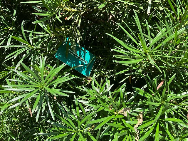 Podocarpus - afbeelding 6 van  10