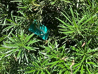 Podocarpus - afbeelding 6 van  10
