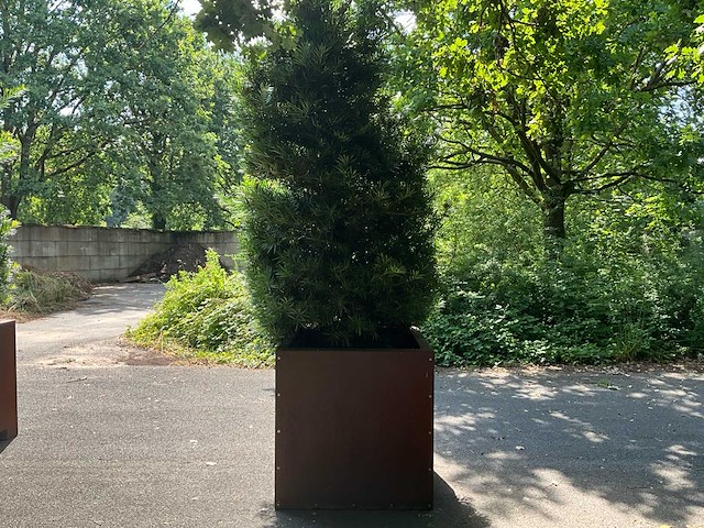 Podocarpus - afbeelding 7 van  10