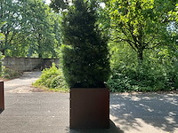 Podocarpus - afbeelding 7 van  10
