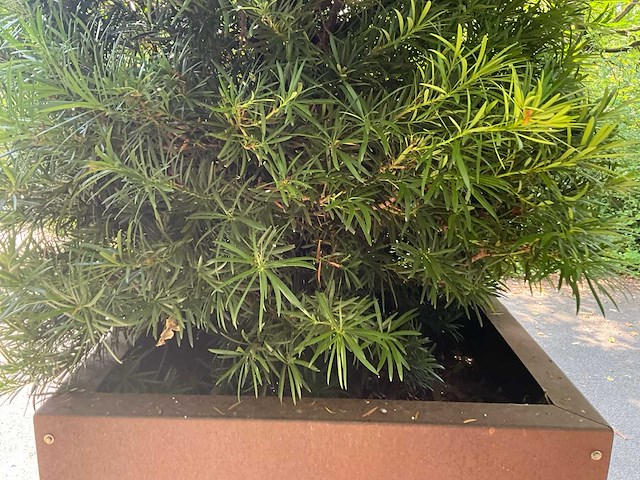 Podocarpus - afbeelding 8 van  10