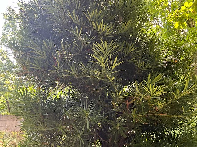 Podocarpus - afbeelding 9 van  10