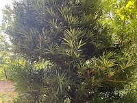 Podocarpus - afbeelding 9 van  10