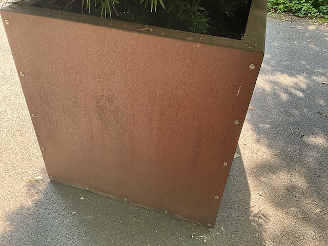 Podocarpus - afbeelding 10 van  10