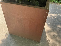 Podocarpus - afbeelding 10 van  10
