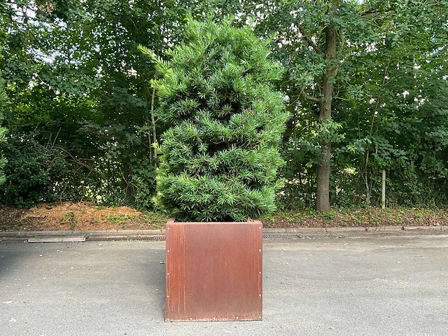 Podocarpus - afbeelding 1 van  8