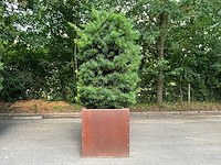 Podocarpus - afbeelding 1 van  8