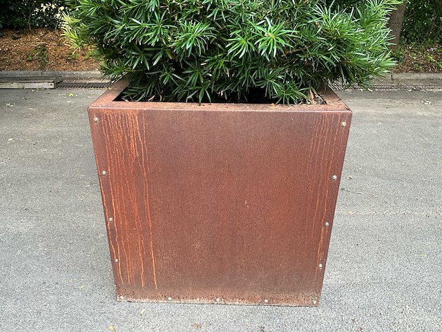 Podocarpus - afbeelding 2 van  8