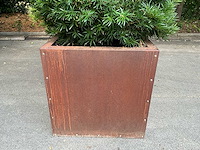 Podocarpus - afbeelding 2 van  8