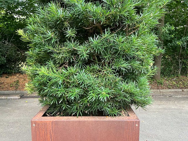 Podocarpus - afbeelding 3 van  8