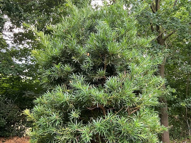 Podocarpus - afbeelding 4 van  8