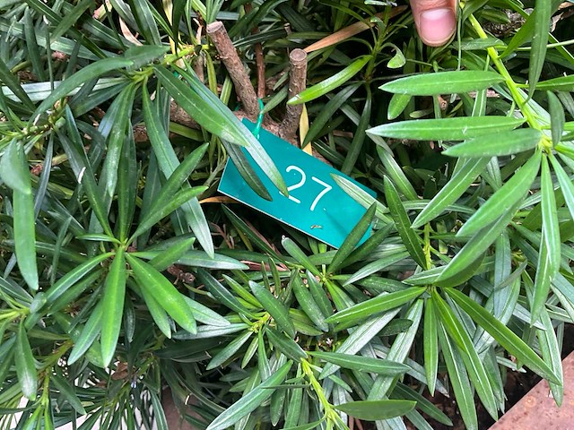 Podocarpus - afbeelding 5 van  8
