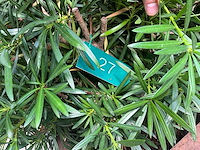 Podocarpus - afbeelding 5 van  8