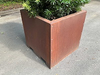 Podocarpus - afbeelding 6 van  8