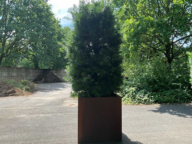Podocarpus - afbeelding 7 van  8