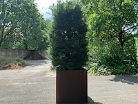 Podocarpus - afbeelding 7 van  8