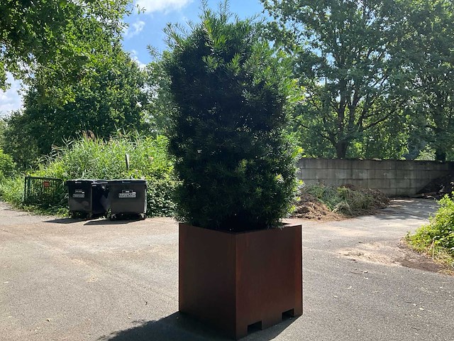 Podocarpus - afbeelding 8 van  8