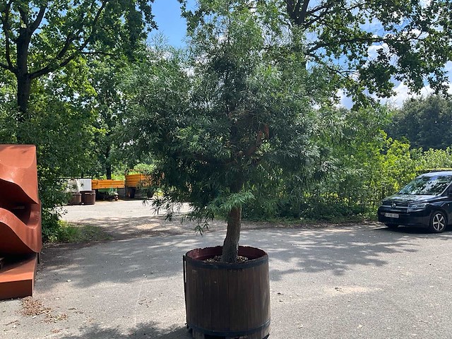Podocarpus - afbeelding 1 van  8