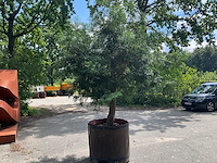 Podocarpus - afbeelding 1 van  8