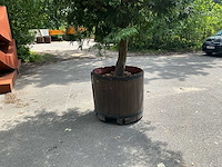 Podocarpus - afbeelding 2 van  8
