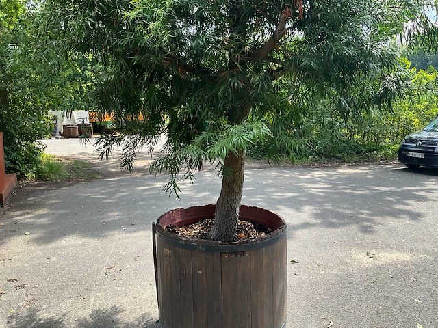 Podocarpus - afbeelding 3 van  8
