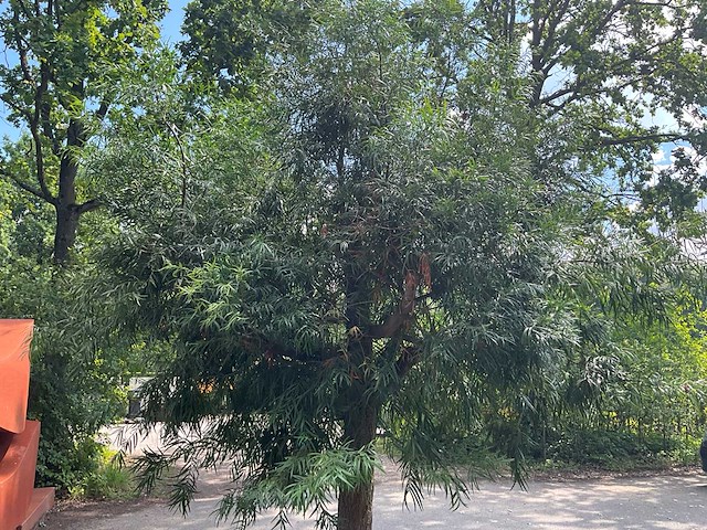 Podocarpus - afbeelding 4 van  8