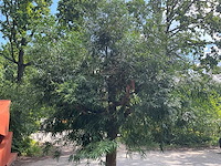 Podocarpus - afbeelding 4 van  8