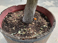 Podocarpus - afbeelding 5 van  8