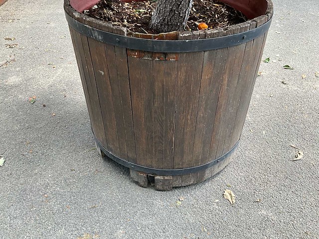 Podocarpus - afbeelding 6 van  8