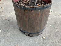 Podocarpus - afbeelding 6 van  8