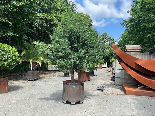 Podocarpus - afbeelding 7 van  8