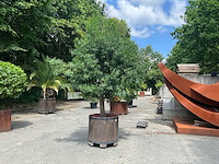 Podocarpus - afbeelding 7 van  8