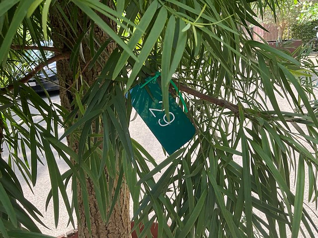 Podocarpus - afbeelding 8 van  8