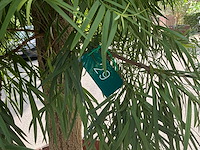 Podocarpus - afbeelding 8 van  8