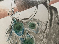 Pol mara - afbeelding 3 van  3