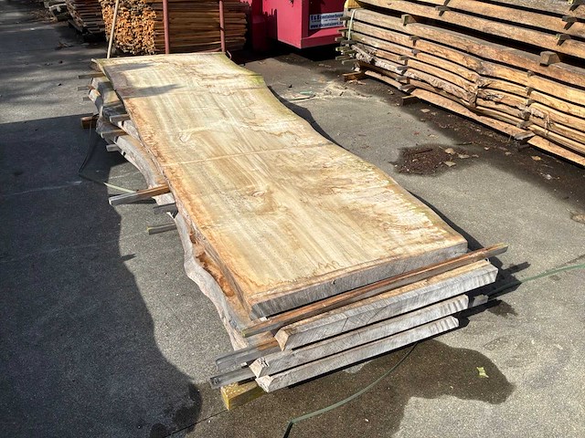 Populier boomstam blad - afbeelding 1 van  5