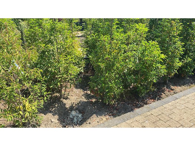 Portugese laurier 140-160 cm haag (10x) - afbeelding 1 van  1
