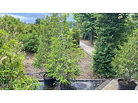 Portugese laurier 200cm - haag (2x) - afbeelding 1 van  1