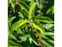 Portugese laurier (ca. 200cm) - haag (10x) - afbeelding 3 van  4