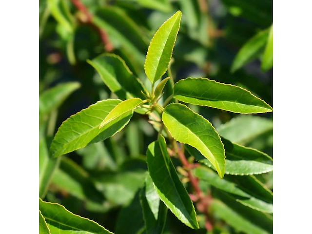 Portugese laurier (ca. 80-100cm) - haag (15x) - afbeelding 3 van  4