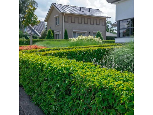 Portugese laurier (ca. 80-100cm) - haag (15x) - afbeelding 2 van  4